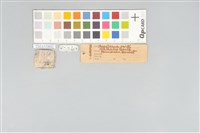 五色鳥藏品圖，第11張